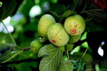 無(wú)花果是發(fā)物嗎？無(wú)花果樹(shù)不是發(fā)物？