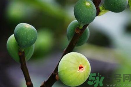 無花果是酸性還是堿性？無花果是堿性嗎？