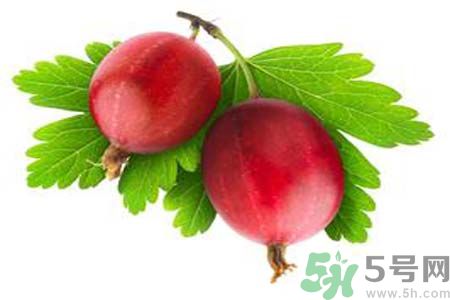 無花果沒熟可以吃嗎？吃了沒熟的無花果會怎樣？