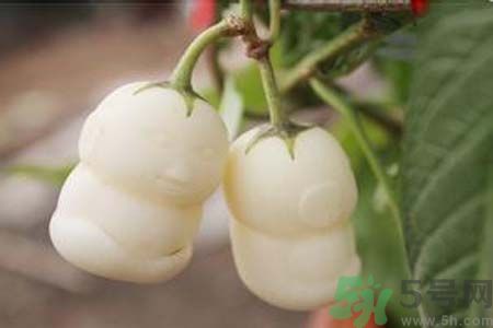 人參果是發(fā)物嗎？人參果是不是發(fā)物？