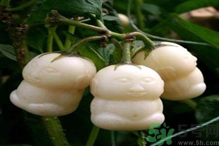 哺乳期可以吃人參果嗎？哺乳期吃人參果好嗎？