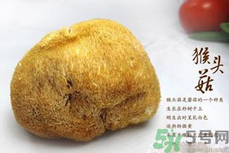 猴頭菇是酸性還是堿性？猴頭菇是堿性嗎？