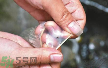 3個(gè)月懷孕2次 怎么辨別避孕套優(yōu)劣？