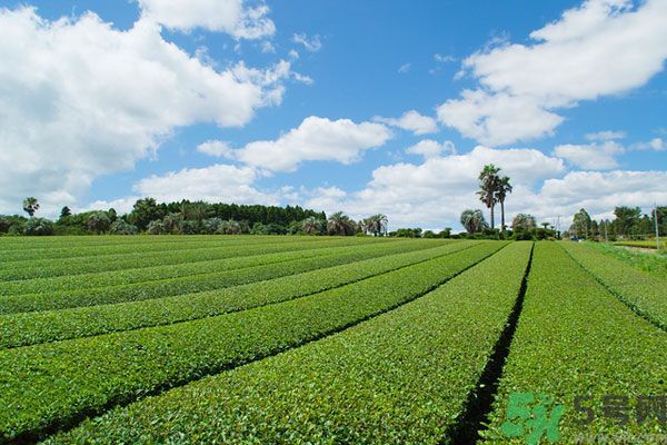 綠茶可以去黑眼圈嗎？綠茶去黑眼圈的方法