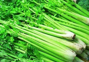 孕婦可以吃芹菜嗎早期?孕婦吃芹菜對胎兒好嗎