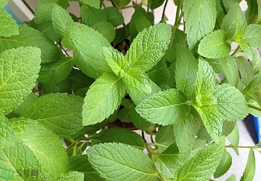 薄荷能美白嗎？薄荷有什么功效和作用？