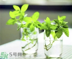薄荷能美白嗎？薄荷有什么功效和作用？