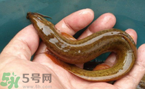 泥鰍死了還能吃嗎？死泥鰍能不能吃？