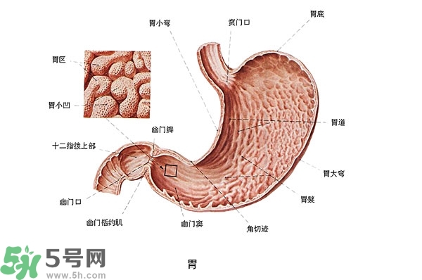 防胃癌的食物有哪些？多吃什么預(yù)防胃癌？