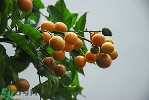 孕婦能吃黃皮果嗎？孕婦吃黃皮果好嗎？