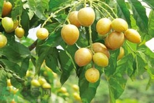 黃皮果是熱性還是涼性？黃皮果是涼性嗎？