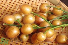 黃皮果是不是發(fā)物？黃皮果是發(fā)物嗎？