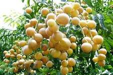 黃皮果果核可以吃嗎？黃皮果果核有什么功效？