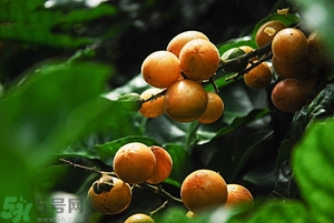 孕婦能吃黃皮果嗎？孕婦吃黃皮果好嗎？