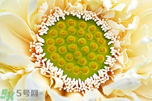 蓮蓬是什么東西？蓮蓬是什么顏色的？