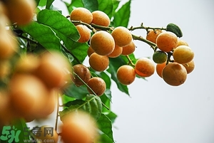 孕婦能吃黃皮果嗎？孕婦吃黃皮果好嗎？