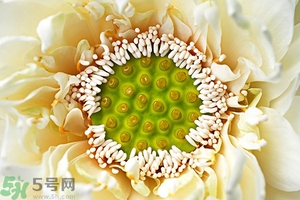 蓮蓬是什么東西？蓮蓬是什么顏色的？