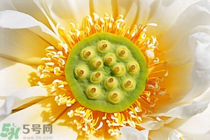 蓮蓬可以多吃嗎？蓮子吃多了會(huì)怎樣？