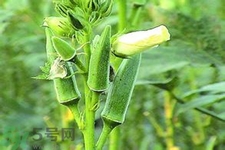 秋葵花可以吃嗎？秋葵花的做法