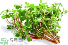 馬齒莧是熱性還是涼性？馬齒莧是涼性嗎？