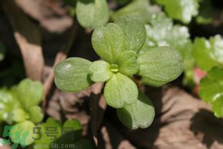 馬齒莧是不是發(fā)物？馬齒莧是發(fā)物嗎？
