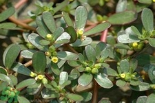 馬齒莧是不是發(fā)物？馬齒莧是發(fā)物嗎？