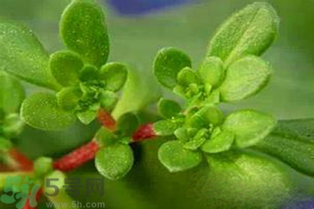 馬齒莧是不是發(fā)物？馬齒莧是發(fā)物嗎？