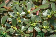 馬齒莧是酸性還是堿性？馬齒莧是堿性嗎？