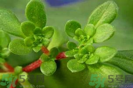 馬齒莧是酸性還是堿性？馬齒莧是堿性嗎？