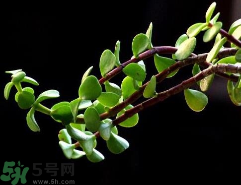 馬齒莧可以去痘痘嗎？馬齒莧敷臉去痘痘有什么副作用嗎？