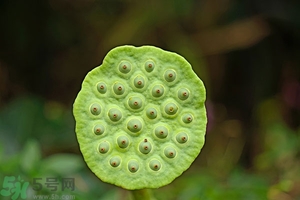 蓮蓬可以多吃嗎？蓮子吃多了會(huì)怎樣？