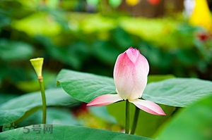 蓮蓬可以多吃嗎？蓮子吃多了會(huì)怎樣？