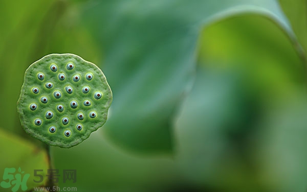 蓮子芯泡茶有什么功效？蓮子心的功效與作用