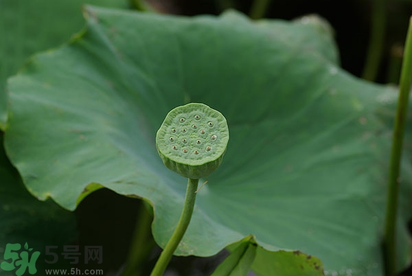蓮子芯泡茶有什么功效？蓮子心的功效與作用