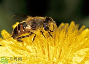 蜂蜜放久了有酒味是怎么回事？蜂蜜有酒味還能喝嗎？