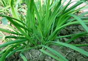 韭菜吃多了好不好?韭菜吃多了有什么壞處