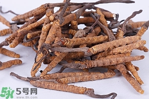 冬蟲夏草是怎么形成的？冬蟲夏草是蟲子嗎？