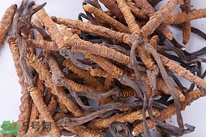 冬蟲夏草是怎么形成的？冬蟲夏草是蟲子嗎？