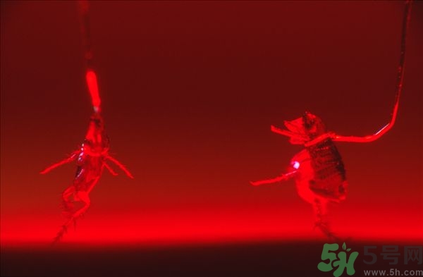 家里有跳蚤怎么快速去除？屋里有跳蚤怎么消滅掉？