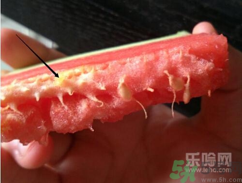 如何辨別催熟的西瓜？催熟的西瓜是什么樣的？