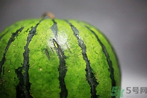 如何辨別催熟的西瓜？催熟的西瓜是什么樣的？