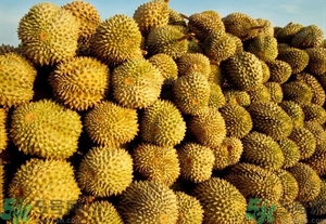 榴蓮能放冰箱嗎？榴蓮放在冰箱能保存幾天？