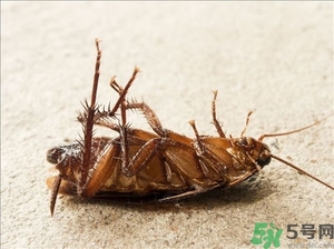 家里有蟑螂怎么辦能除根嗎？家里有蟑螂怎樣能徹底消滅？
