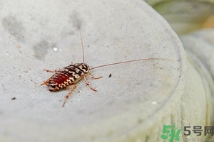 家里有蟑螂怎么辦能除根嗎？家里有蟑螂怎樣能徹底消滅？
