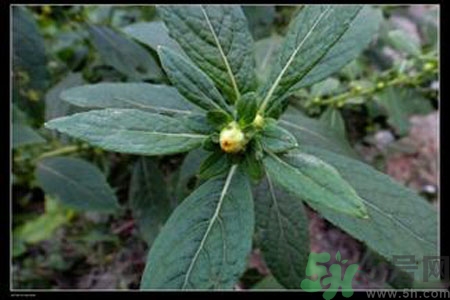 鹿活草多少錢？鹿活草有什么用？