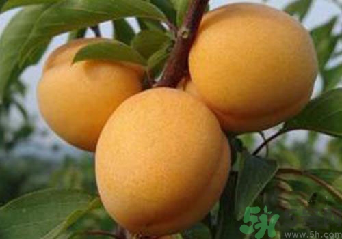 杏子上有黑點是怎么回事？杏子上有斑點可以吃嗎？