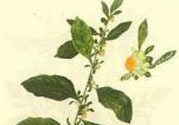 鹿活草多少錢？鹿活草有什么用？