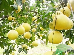 柚子的瓤是紅色正常嗎？柚子里面是紅色的能吃嗎？