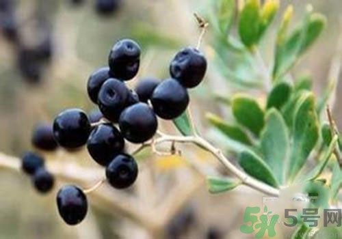 黑枸杞可以壯陽(yáng)嗎？黑枸杞壯陽(yáng)效果怎么樣？