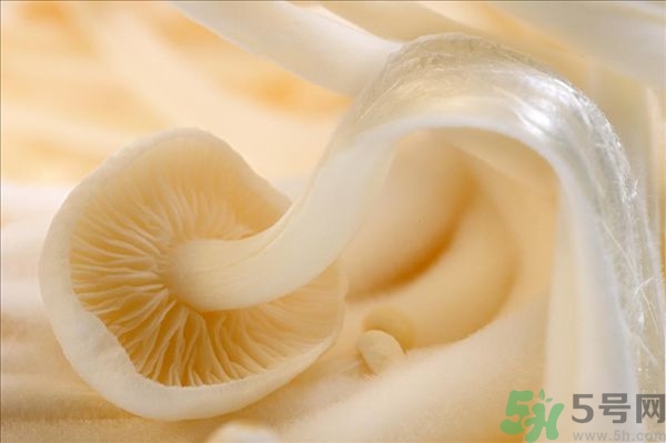 致癌金針菇怎么鑒別？如何選購金針菇？